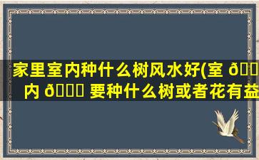 家里室内种什么树风水好(室 🌷 内 🐈 要种什么树或者花有益风水)